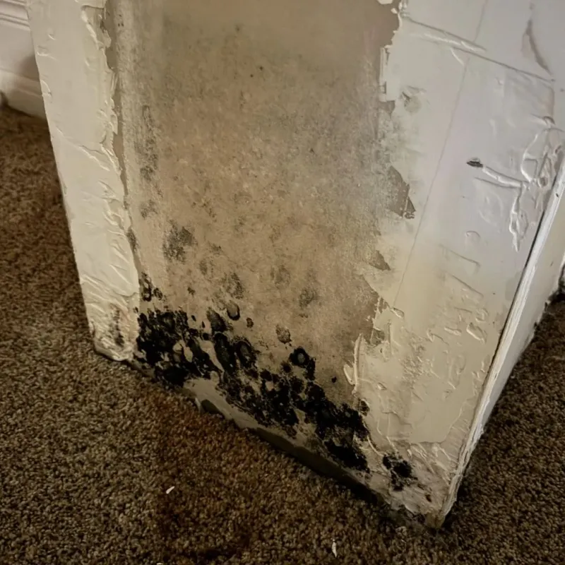 Professional Mold Removal in Stevens County, KS